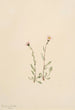 Vergerette rose Erigeron jucundus - Mary Vaux Walcott — artwork view