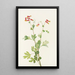 Capnoïde sempervirent rose - Mary Vaux Walcott — framed artwork on a wall