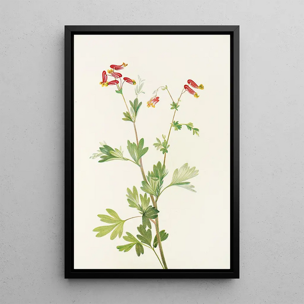 Capnoïde sempervirent rose - Mary Vaux Walcott — framed artwork on a wall