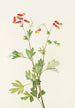 Capnoïde sempervirent rose - Mary Vaux Walcott — artwork view