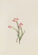 Bruyère rose Phyllodoce empetriformis - Mary Vaux Walcott — artwork view