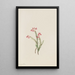 Bruyère rose Phyllodoce empetriformis - Mary Vaux Walcott — framed artwork on a wall