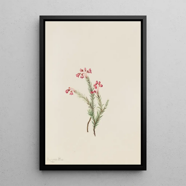 Bruyère rose Phyllodoce empetriformis - Mary Vaux Walcott — framed artwork on a wall