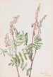 Hedysarum rose Hedysarum americanum - Mary Vaux Walcott — artwork view