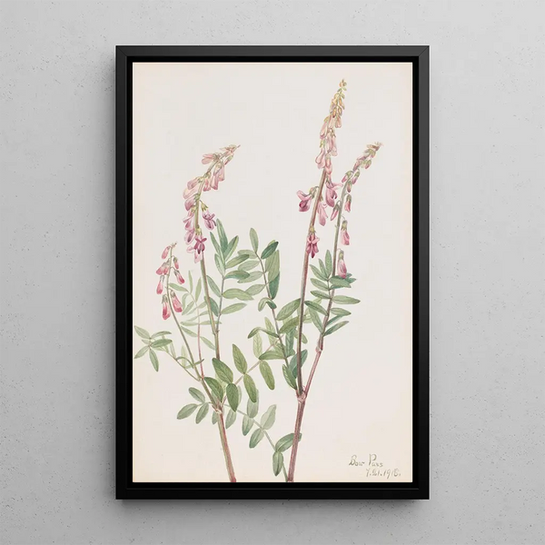Hedysarum rose Hedysarum americanum - Mary Vaux Walcott — framed artwork on a wall