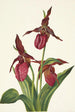 Sabot de Vénus rose Cypripedium acaule - Mary Vaux Walcott — artwork view