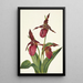 Sabot de Vénus rose Cypripedium acaule - Mary Vaux Walcott — framed artwork on a wall