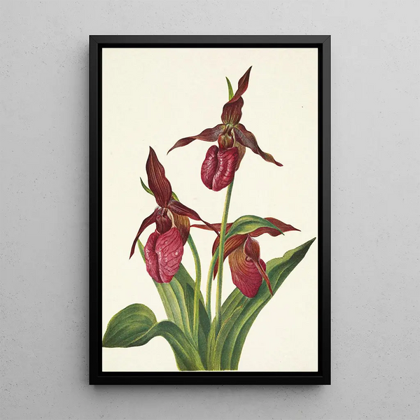 Sabot de Vénus rose Cypripedium acaule - Mary Vaux Walcott — framed artwork on a wall