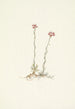 Pink Antennas Painting Antennaria rosea - Mary Vaux Walcott — artwork view