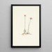 Pink Antennas Painting Antennaria rosea - Mary Vaux Walcott — framed artwork on a wall