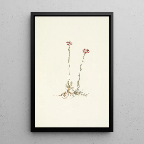 Pink Antennas Painting Antennaria rosea - Mary Vaux Walcott — framed artwork on a wall