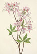 Azalée à coquille rose Azalea vaseyi - Mary Vaux Walcott — artwork view