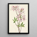 Azalée à coquille rose Azalea vaseyi - Mary Vaux Walcott — framed artwork on a wall