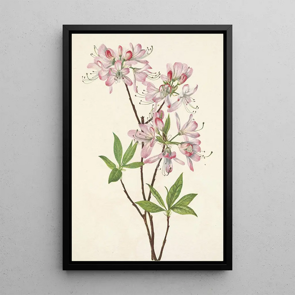 Azalée à coquille rose Azalea vaseyi - Mary Vaux Walcott — framed artwork on a wall