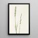 Sarracénie pourpre Sarracenia purpurea - Mary Vaux Walcott — framed artwork on a wall