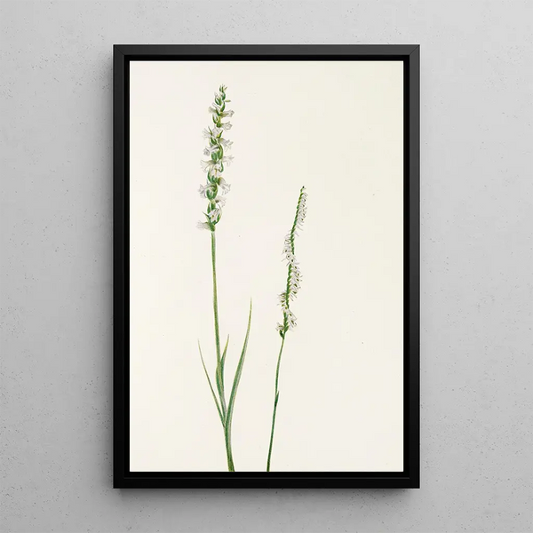 Sarracénie pourpre Sarracenia purpurea - Mary Vaux Walcott — framed artwork on a wall