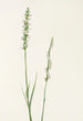 Sarracénie pourpre Sarracenia purpurea - Mary Vaux Walcott — artwork view