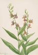 Study of Plant - Mary Vaux Walcott — artwork view