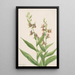 Study of Plant - Mary Vaux Walcott — framed artwork on a wall