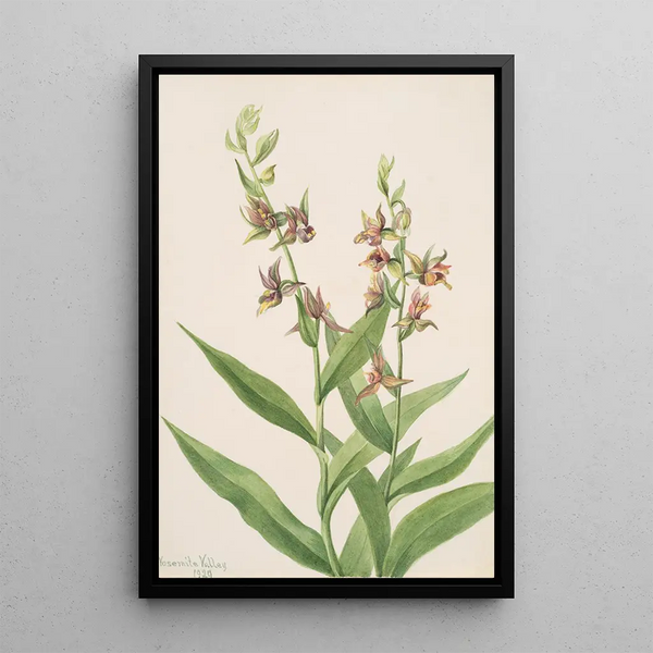 Study of Plant - Mary Vaux Walcott — framed artwork on a wall