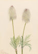 Anémone plume Pulsatilla occidentalis - Mary Vaux Walcott — artwork view