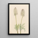 Anémone plume Pulsatilla occidentalis - Mary Vaux Walcott — framed artwork on a wall