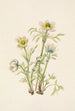 Anemone Flower Feather Pulsatilla occidentalis - Mary Vaux Walcott — artwork view