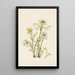Anemone Flower Feather Pulsatilla occidentalis - Mary Vaux Walcott — framed artwork on a wall