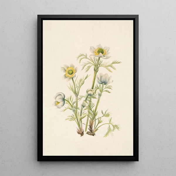 Anemone Flower Feather Pulsatilla occidentalis - Mary Vaux Walcott — framed artwork on a wall