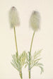 Fruit of Anemone plume Pulsatilla occidentalis - Mary Vaux Walcott — artwork view