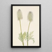 Fruit of Anemone plume Pulsatilla occidentalis - Mary Vaux Walcott — framed artwork on a wall