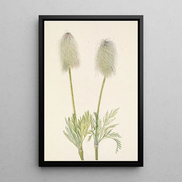 Fruit of Anemone plume Pulsatilla occidentalis - Mary Vaux Walcott — framed artwork on a wall