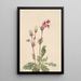 Fumée des prairies Sieversia ciliata - Mary Vaux Walcott — framed artwork on a wall