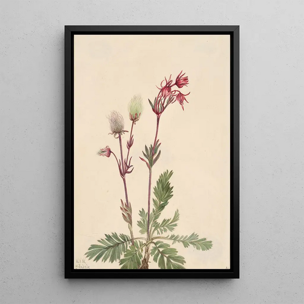 Fumée des prairies Sieversia ciliata - Mary Vaux Walcott — framed artwork on a wall