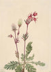Fumée des prairies Sieversia ciliata - Mary Vaux Walcott — artwork view