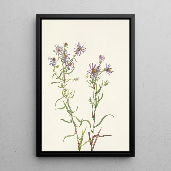 Aster des prairies Aster campestris - Mary Vaux Walcott — framed artwork on a wall