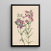 Pentstemon des prairies Pentstemon erianthera - Mary Vaux Walcott — framed artwork on a wall