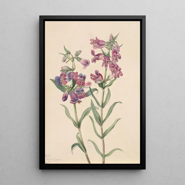 Pentstemon des prairies Pentstemon erianthera - Mary Vaux Walcott — framed artwork on a wall