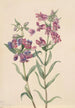 Pentstemon des prairies Pentstemon erianthera - Mary Vaux Walcott — artwork view
