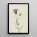 Chardon des prairies Cirsium undulatum - Mary Vaux Walcott — framed artwork on a wall