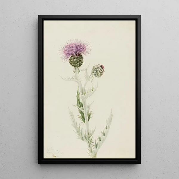 Chardon des prairies Cirsium undulatum - Mary Vaux Walcott — framed artwork on a wall