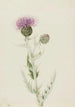 Chardon des prairies Cirsium undulatum - Mary Vaux Walcott — artwork view