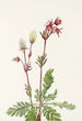 Fumée des prairies Sieversia ciliata - Mary Vaux Walcott — artwork view