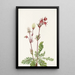 Fumée des prairies Sieversia ciliata - Mary Vaux Walcott — framed artwork on a wall