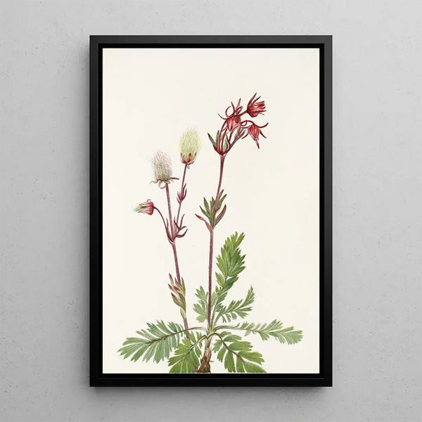 Fumée des prairies Sieversia ciliata - Mary Vaux Walcott — framed artwork on a wall
