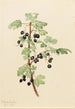 Gooseberry Ribes lacustre - Mary Vaux Walcott — artwork view
