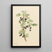 Gooseberry Ribes lacustre - Mary Vaux Walcott — framed artwork on a wall