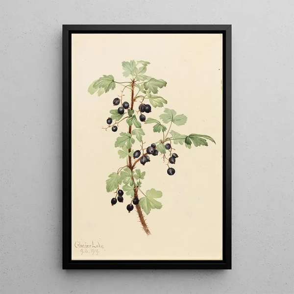 Gooseberry Ribes lacustre - Mary Vaux Walcott — framed artwork on a wall