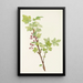 Flower of prickly gooseberry Ribes lacustre - Mary Vaux Walcott — framed artwork on a wall