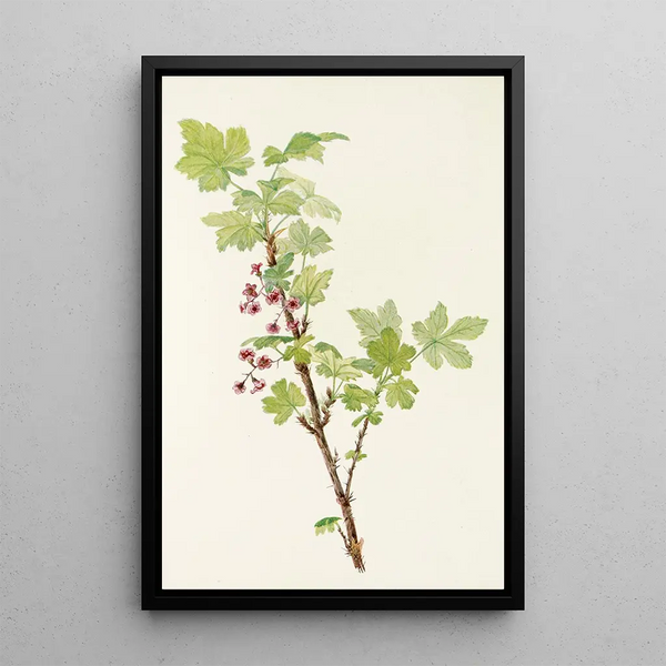 Flower of prickly gooseberry Ribes lacustre - Mary Vaux Walcott — framed artwork on a wall